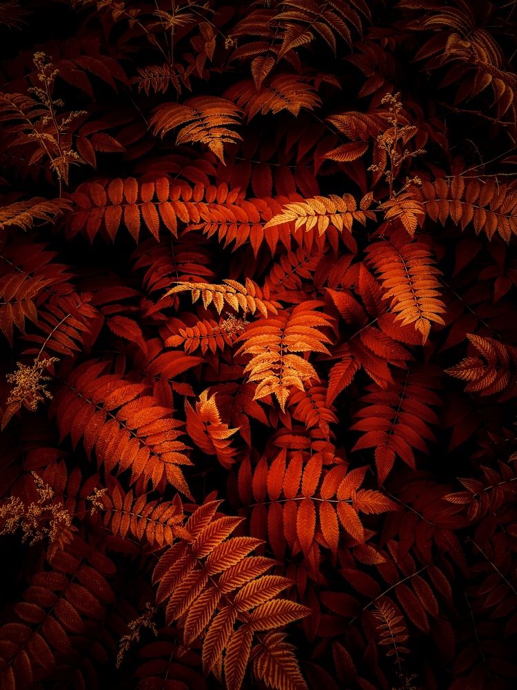 «Flaming Foliage»