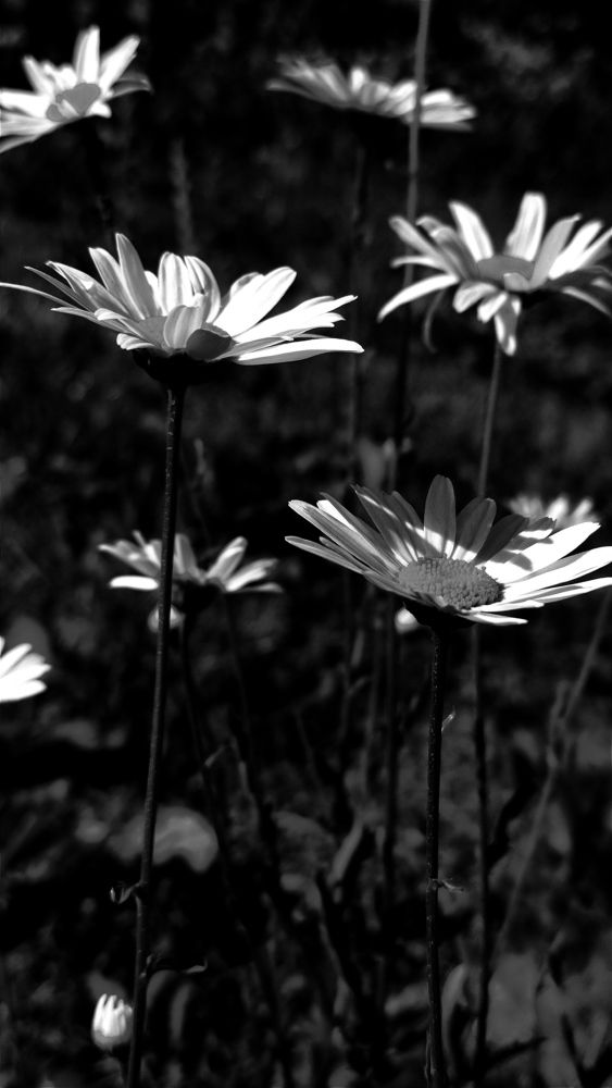 Фотография автора Васильева Ирина