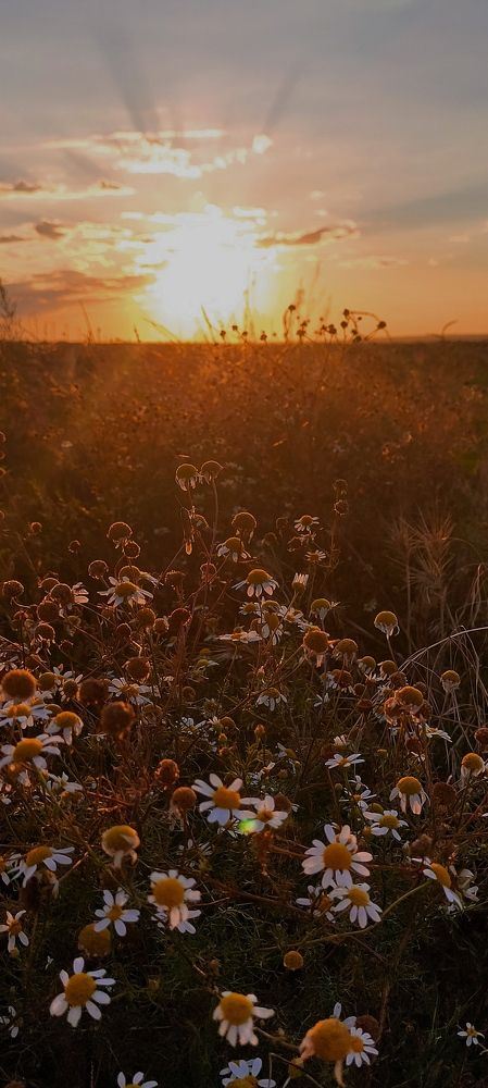 Фотография автора Васильева Ирина