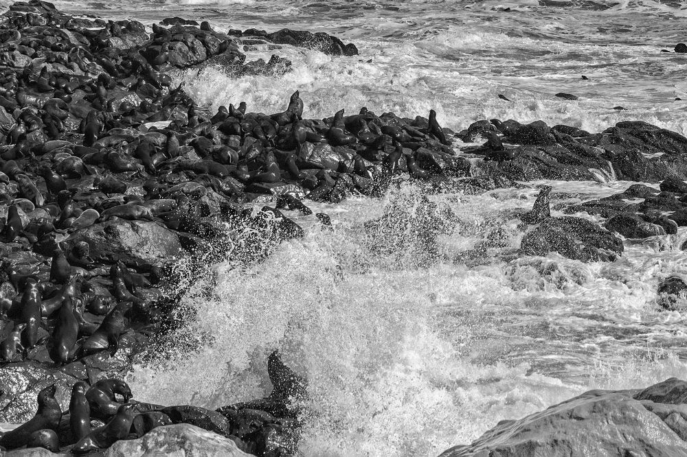 The life in a seal colony