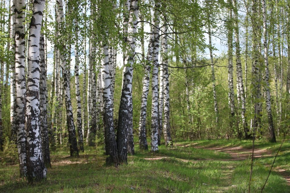 Photograph by Евгения Малафеева