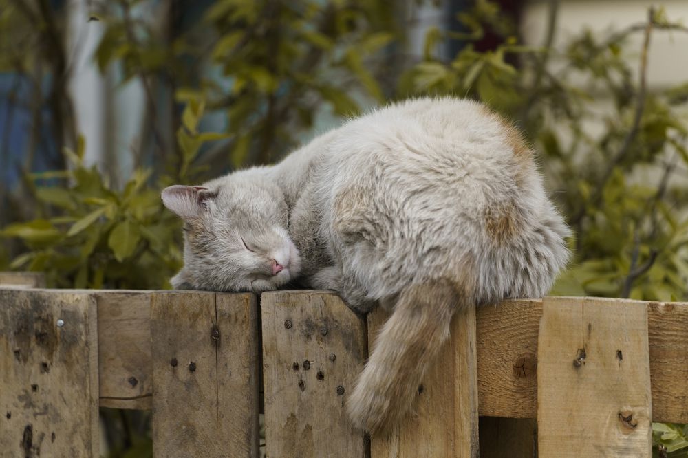 Photograph by Татьяна Предеина