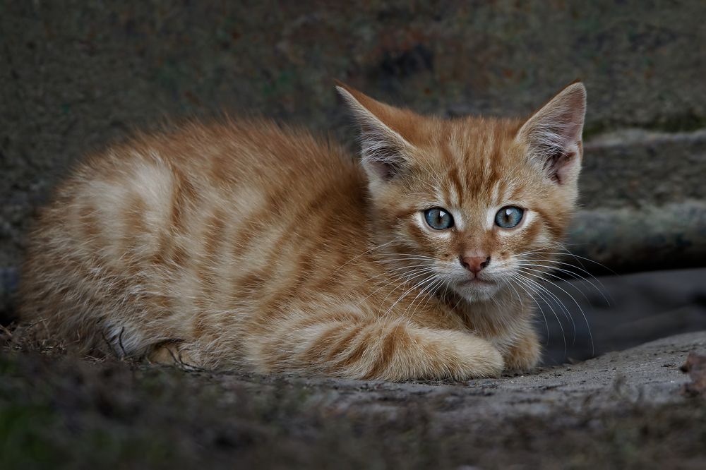 Фотография автора Jozef Mihalčin