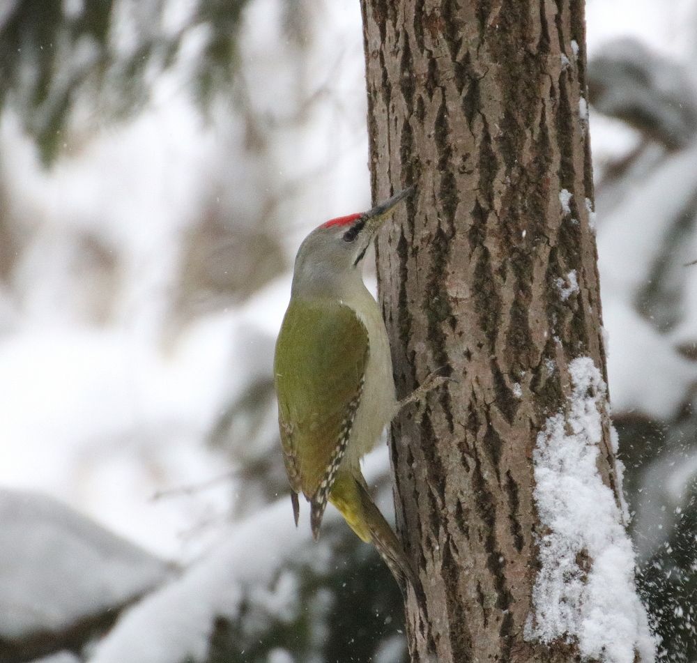 Photograph by Евгения Малафеева
