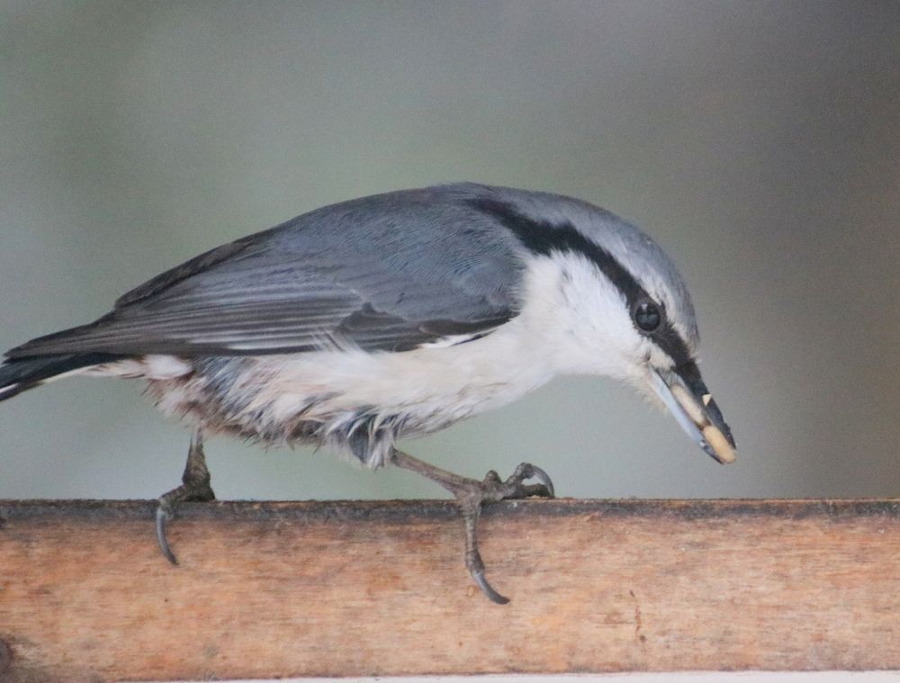 Photograph by Евгения Малафеева