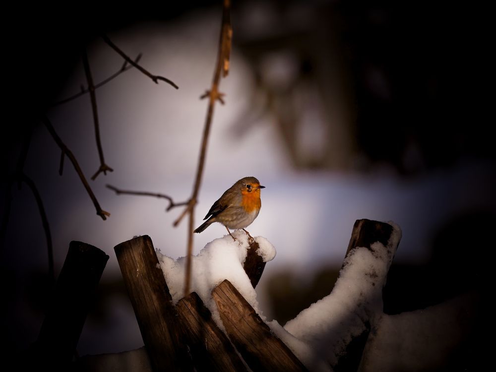 Фотография автора Jaroslav Hanzalík