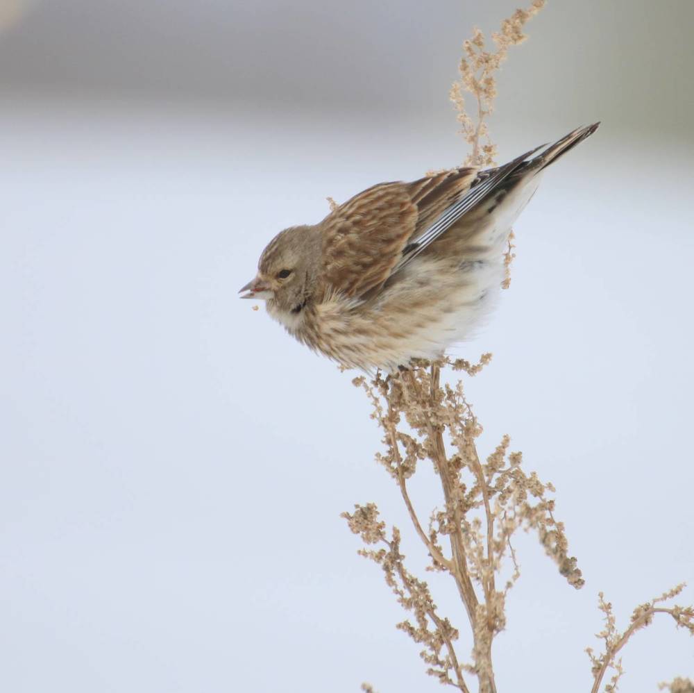 зима и птиц