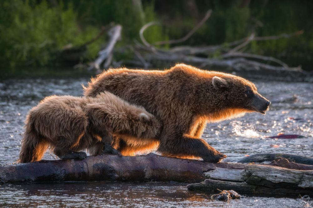 Из жизни медведей...