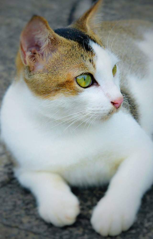 Photograph by Priyanka Dey Das