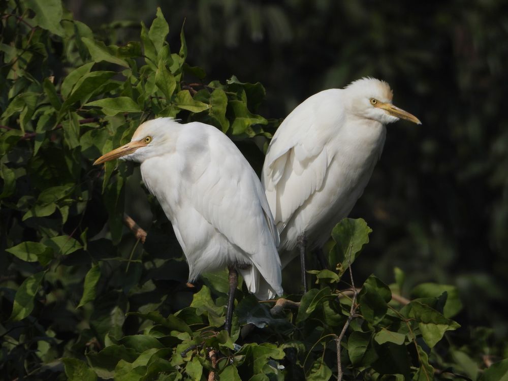 Photograph by Sougata Bhar