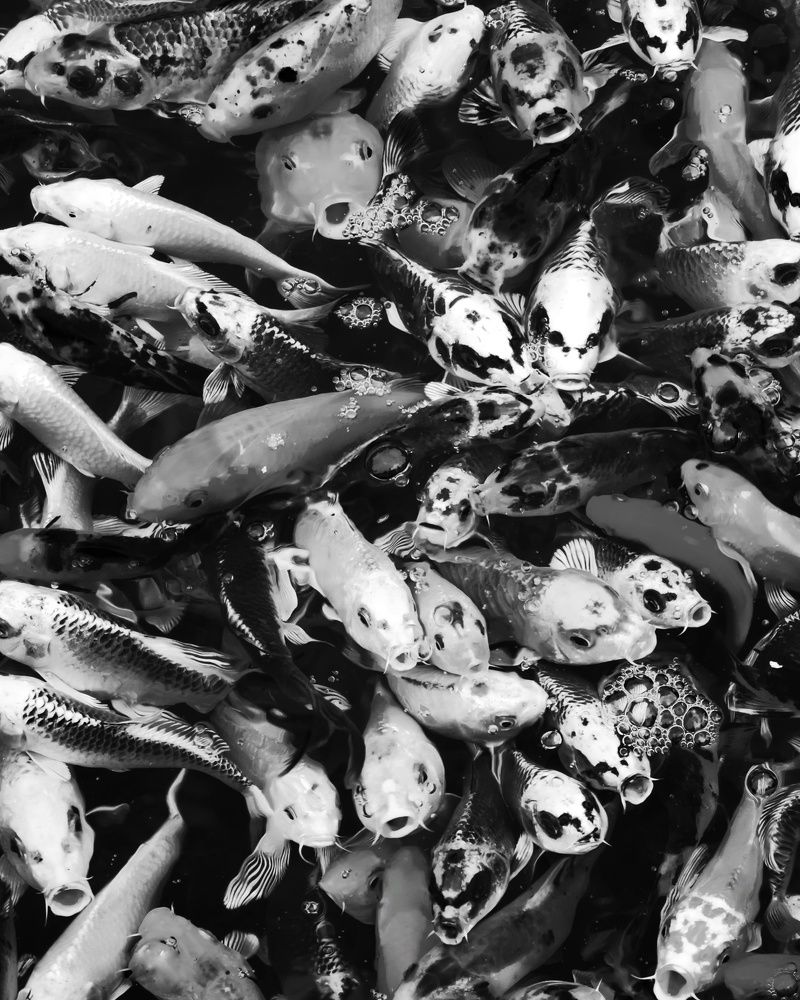 Photograph by Мария Цепилова