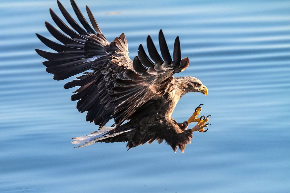 Вижу цель, не вижу преград!