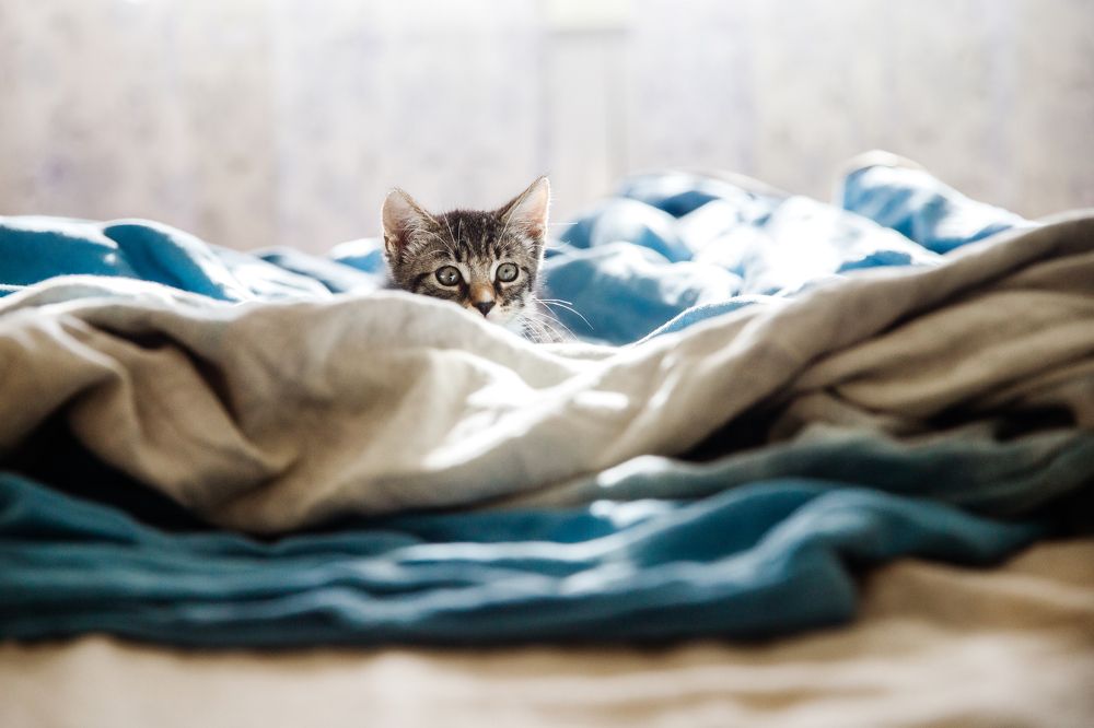 Фотография автора Гудкова Светлана