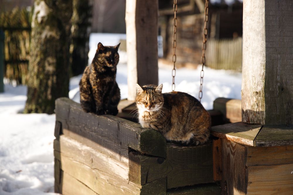 Фотография автора Гудкова Светлана