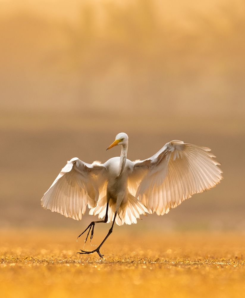 Фотография автора Mainak Halder