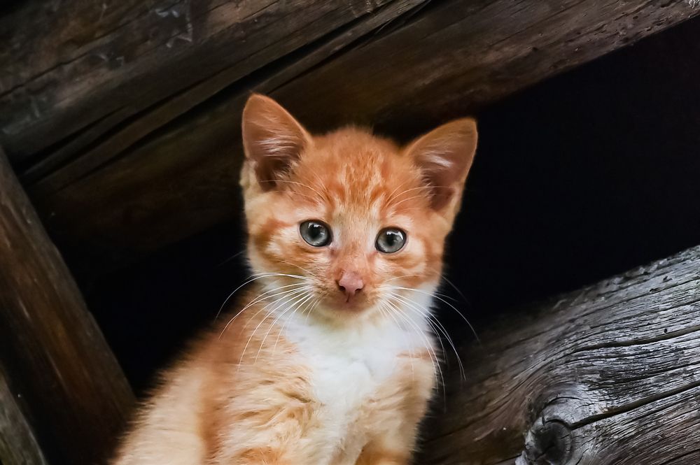 Photograph by Гусева Юлия