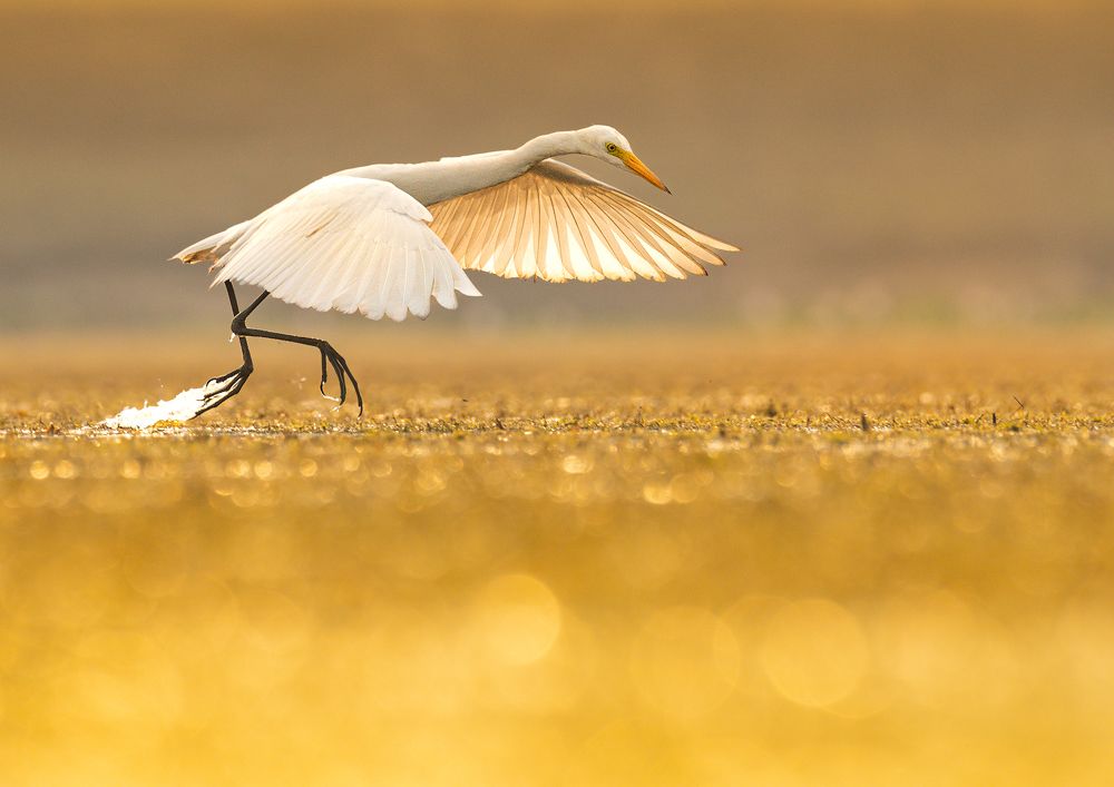 Фотография автора Mainak Halder