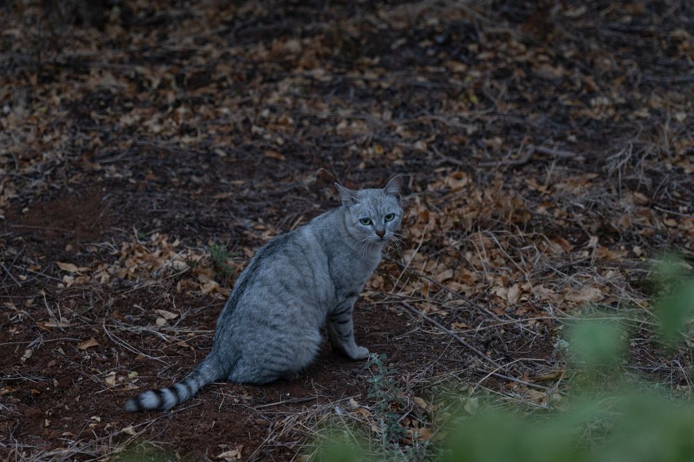Photograph by Ranjith Kumar