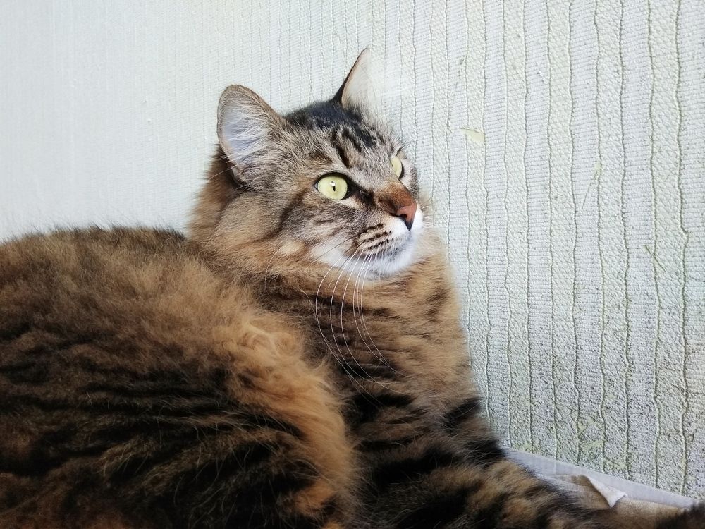 Photograph by Анатолий Вивдич