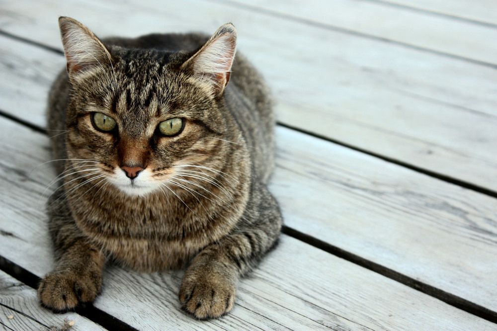 Photograph by Элина Ларченкова