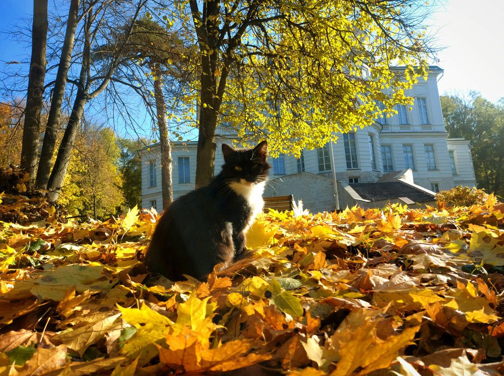 Котик из Богородицка.
