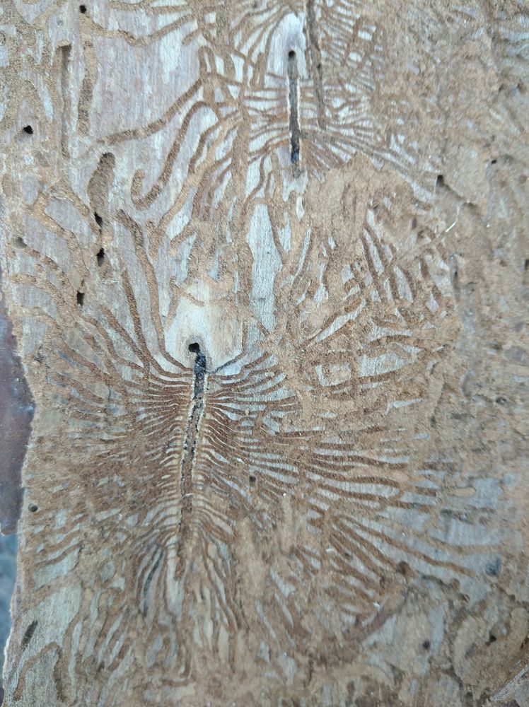 Photograph by Елена Коробченко