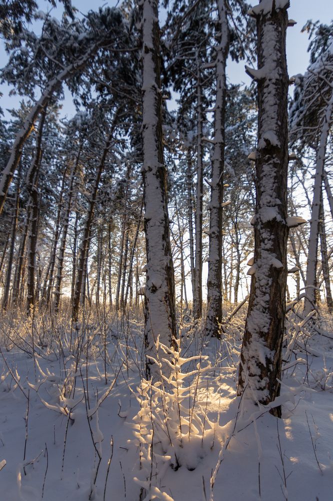 Photograph by Лис Ната