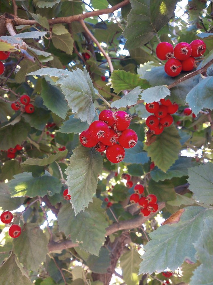 Photograph by Елена Мясникова