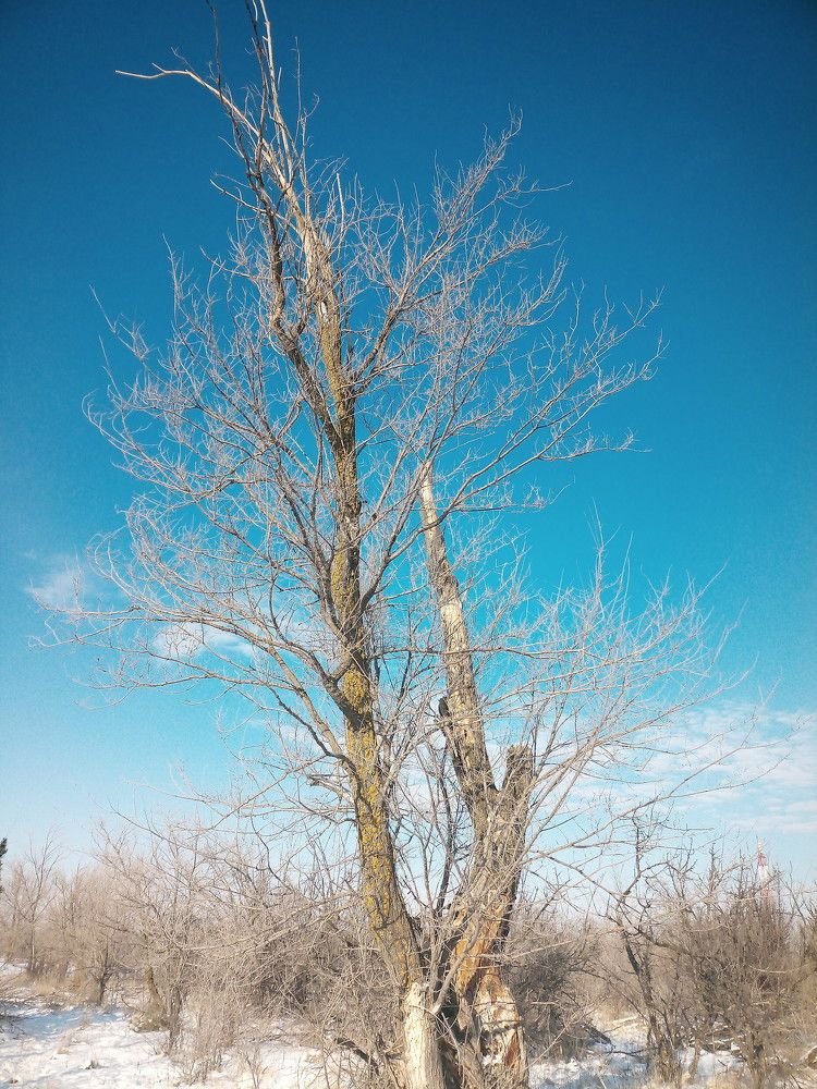 Photograph by Елена Мясникова