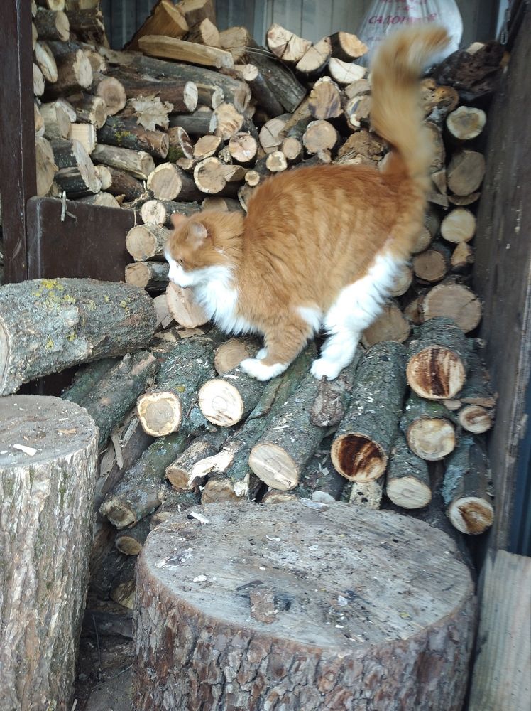 Photograph by Елена Коробченко