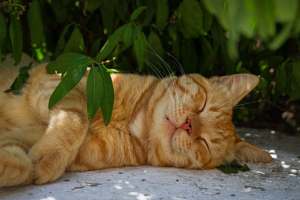 Photograph by Екатерина Ларина