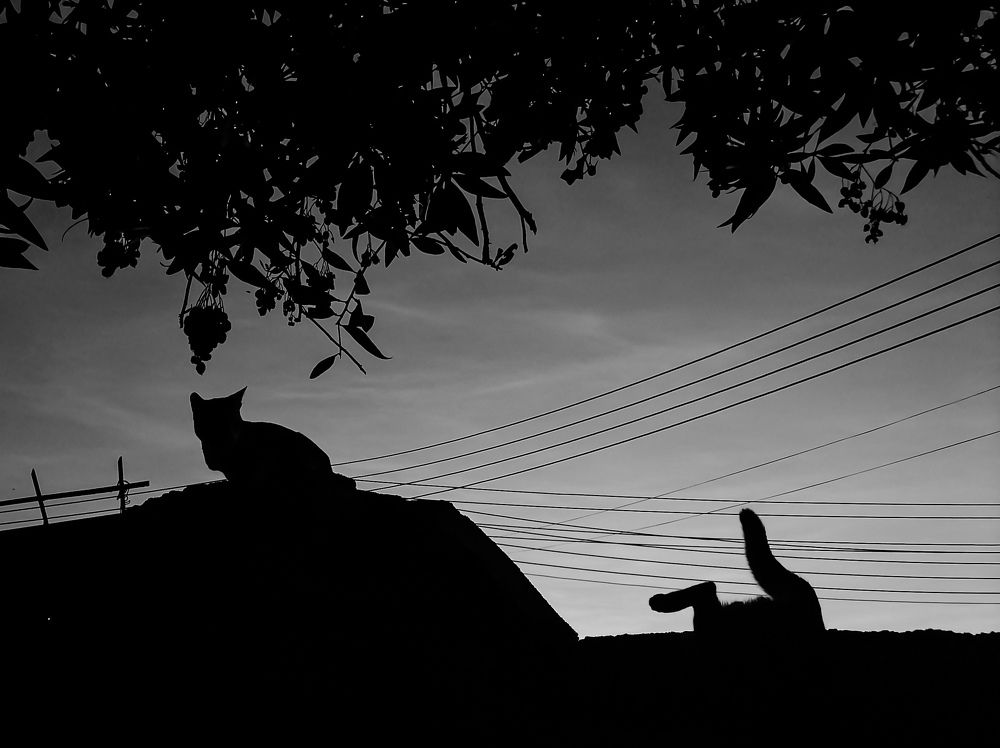 Фотография автора Abhitha