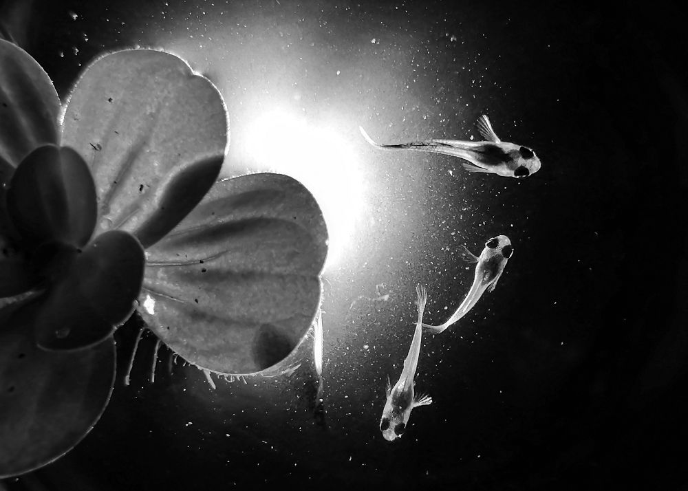 Photograph by Abhitha