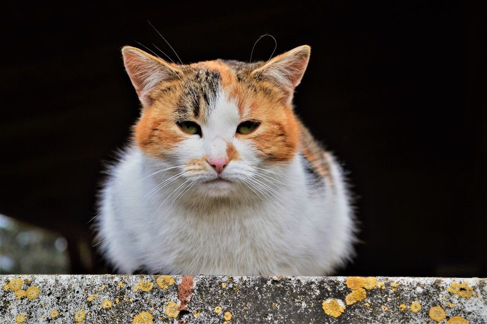 Photograph by Zdeňka Hudcová