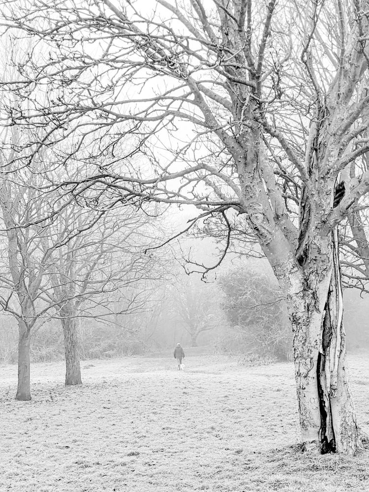 Foggy, Frosty Walk