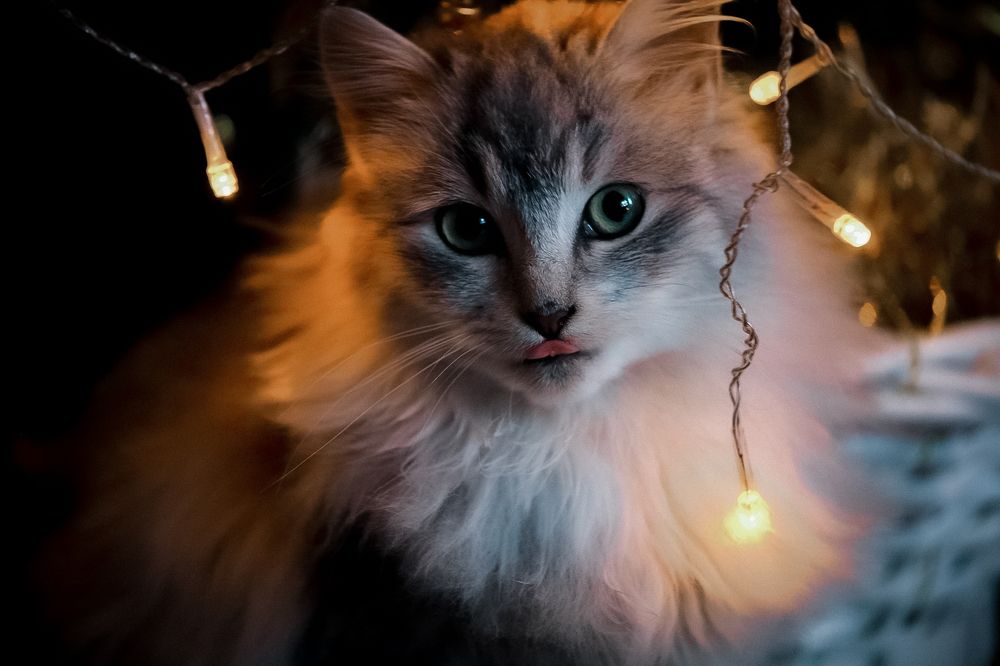 Photograph by Елена Лучшева