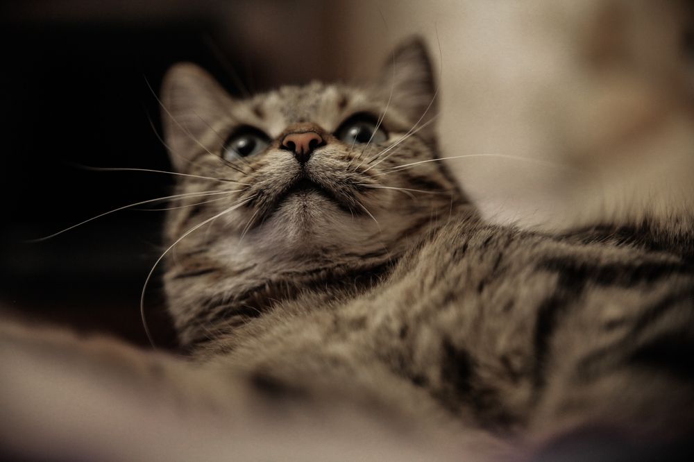 Photograph by Елена Лучшева