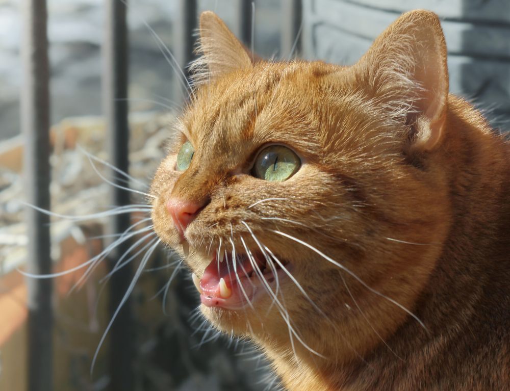 Photograph by Светлана Холодняк