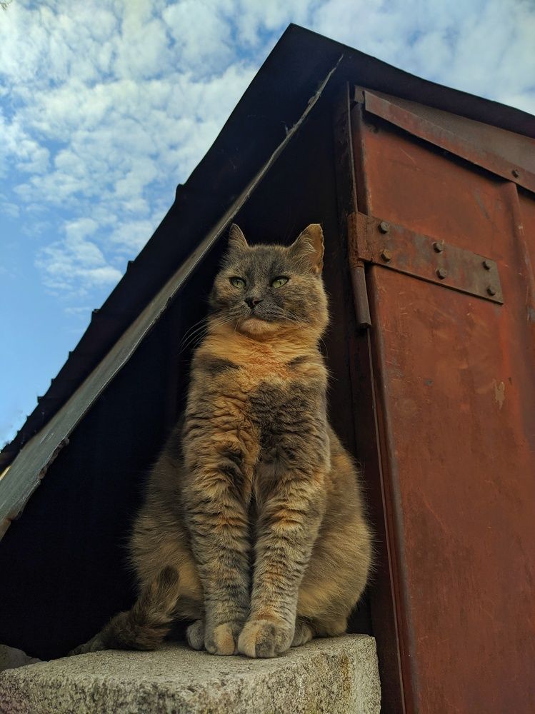 Фотография автора Наталья Синицына