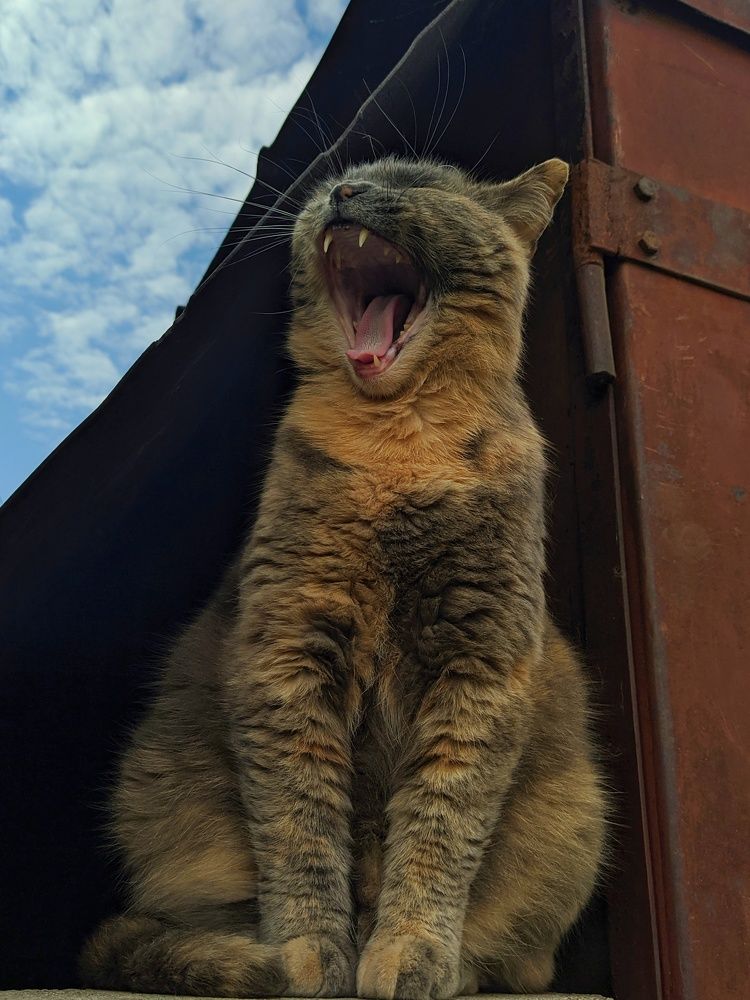 Фотография автора Наталья Синицына