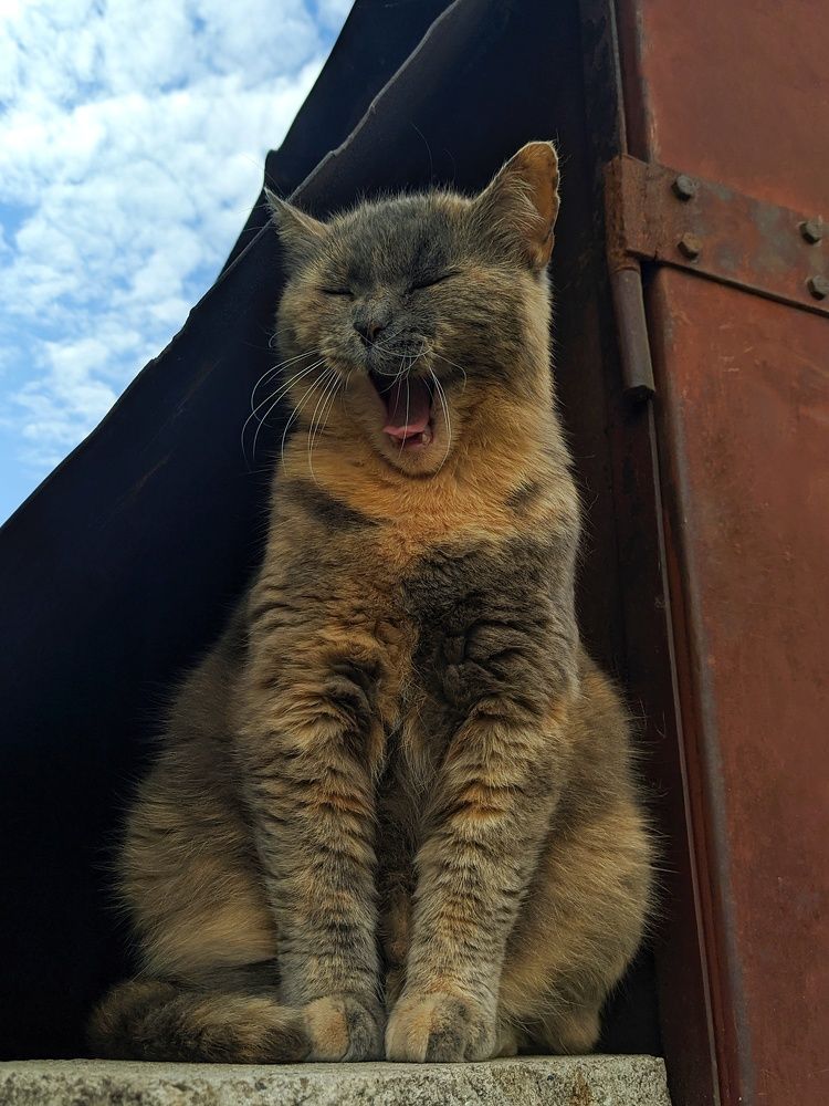 Фотография автора Наталья Синицына