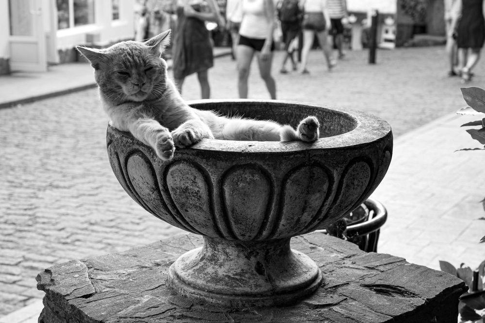 Фотография автора Mariya Belyalova