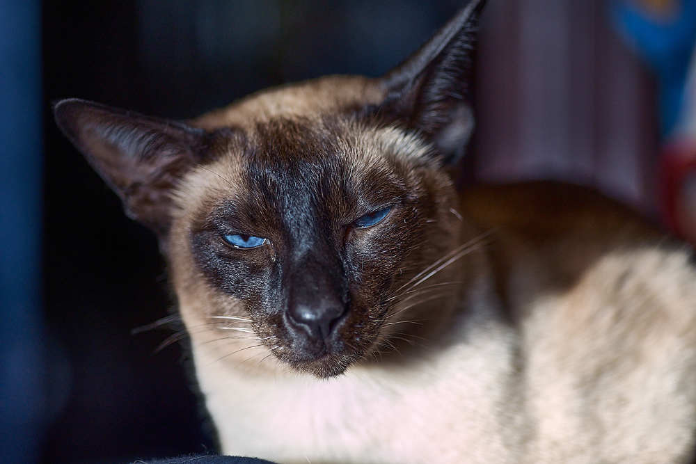 Фотография автора Виктор Конев