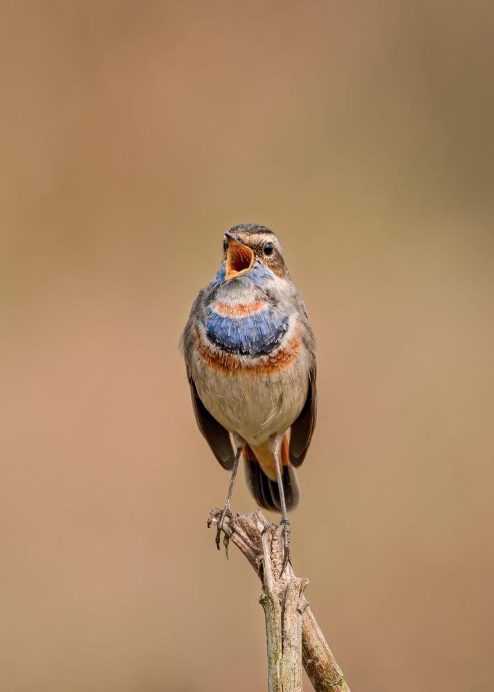 Photograph by Aritro Bose