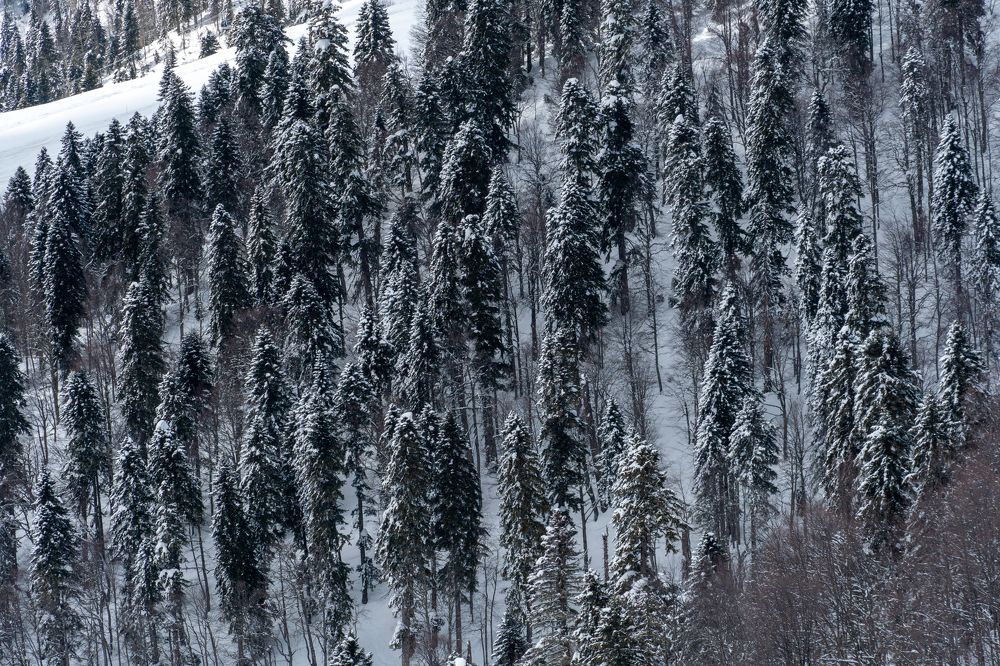 Photograph by Андрей Шишокин