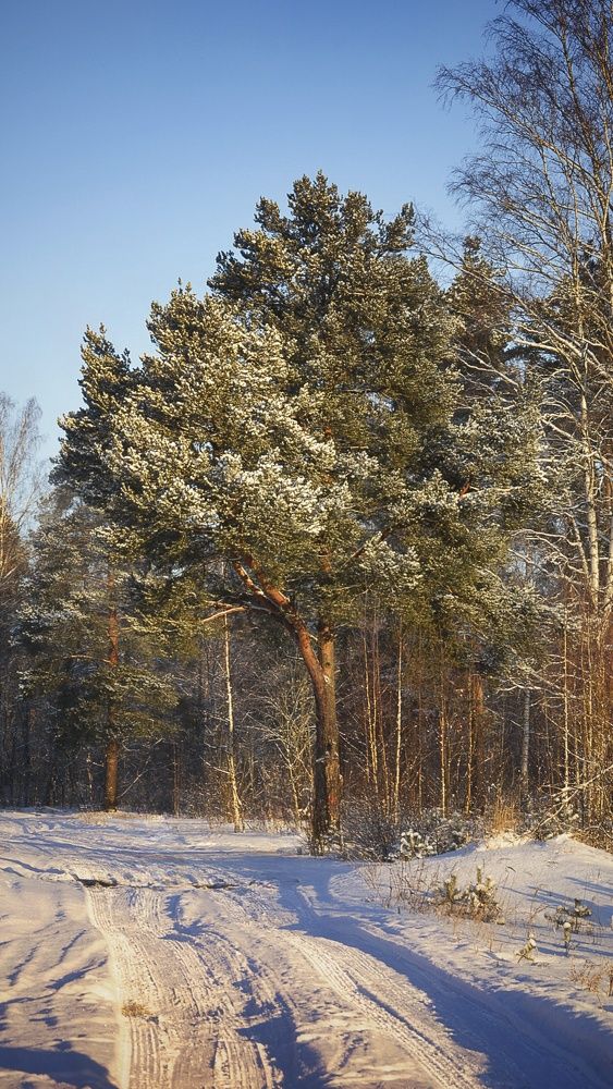 Photograph by Сергей Островский