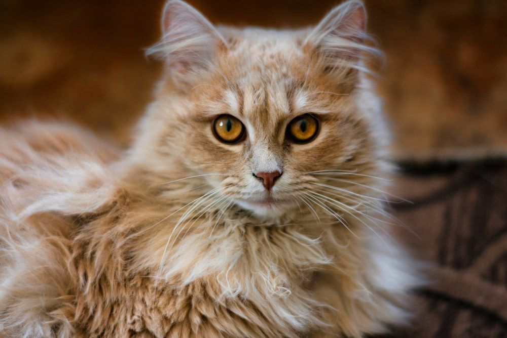 Photograph by Игорь Еремеев