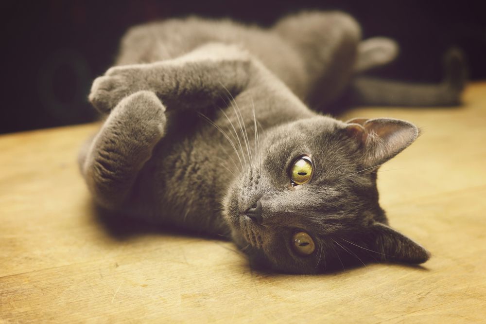 Photograph by Gabriela Ottova