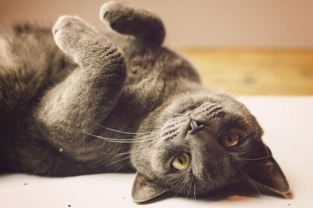 Photograph by Gabriela Ottova