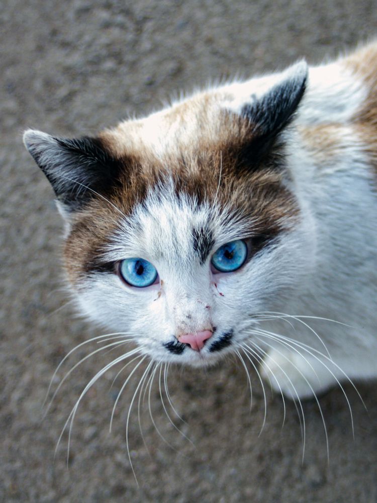 Усатое очарование